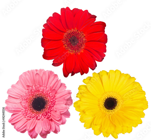 three gerbera blooms isolated on white