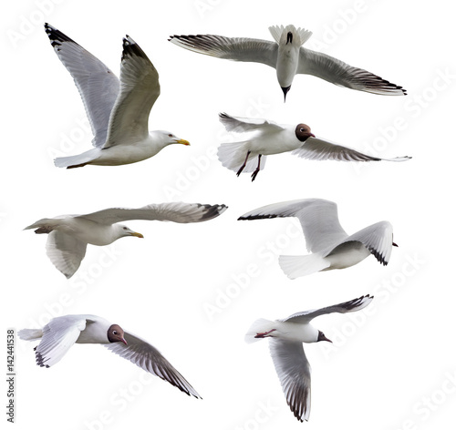 set of seven isolated seagulls