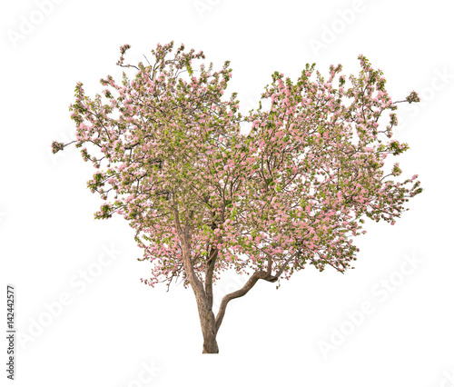 isolated blooming light red heart shape apple-tree