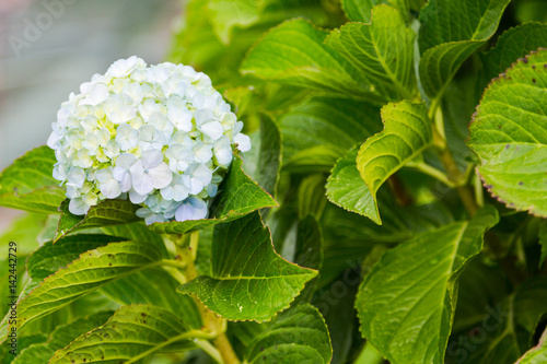 White hydrangea flower head on green leaves background close-up photo