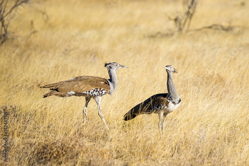 A couple of Kori Bustard (Ardeotis kori) walking in the grasslands of Etosha in Namibia, Africa.