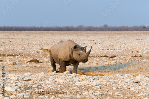 Lone black  hook-lipped  rhino standing at artificial Gemsbokvlakte waterhole before sunset. Etosha national park  Namibia.