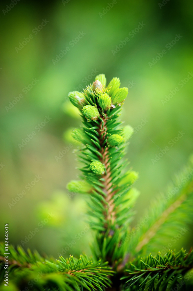 Spruce tree branch with young shoots and fresh green buds, needles. Spring scene soft focus photo Spruce tree branch with young shoots and fresh green buds, needles. Spring scene soft focus photo