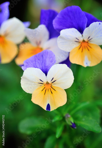 Tricolor pansy flower plant natural background, springtime
