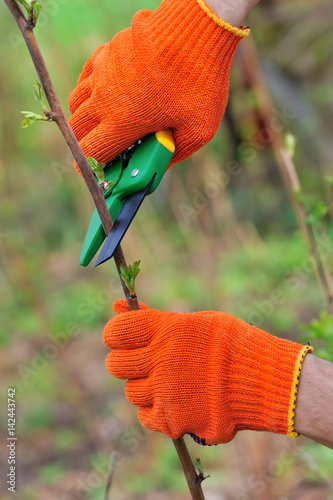 Hands in gloves of gardener doing maintenance work, cutting the bush