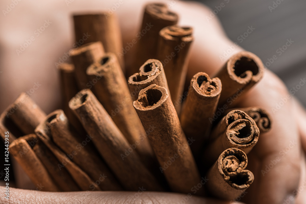 close up view of aromatic and spicy cinnamon sticks in hands
