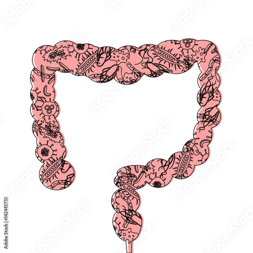 gut human digestive system