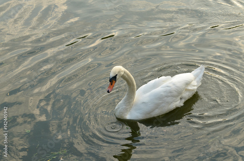 Single white Swan swimming in a pond