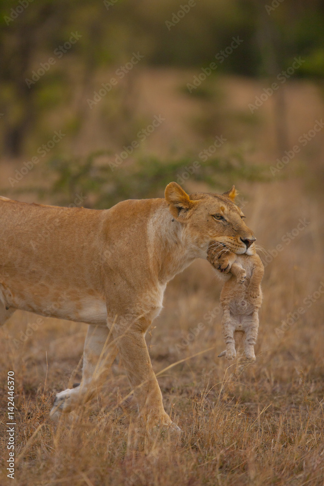 lions lions