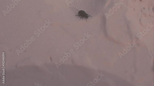 big black beetle with a mustache crawling over rocks and sand