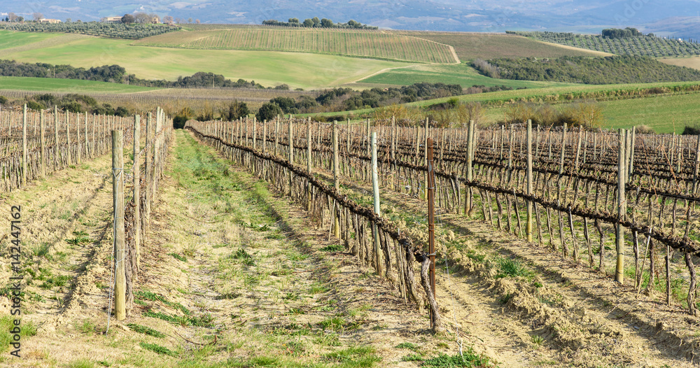 vineyard in tuscany, italy