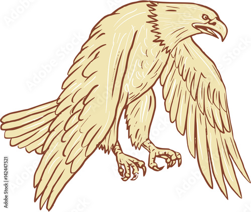 Bald Eagle Flying Wings Down Drawing