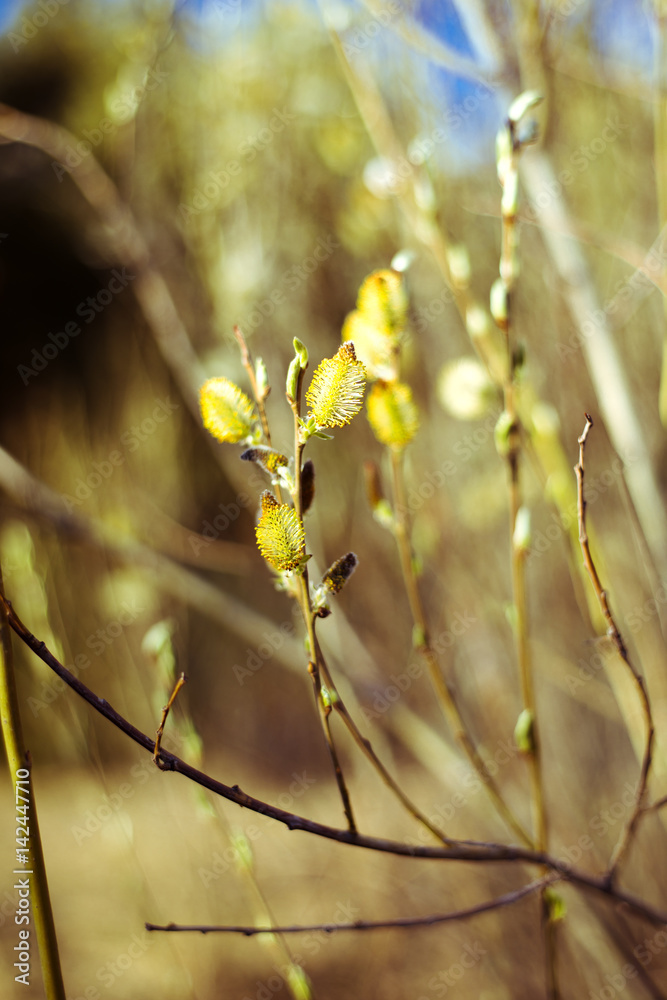 Vernal aspect. New season of spring in Scandinavia, willow twigs, willow catkins, DR tonemapped Vernal aspect. New season of spring in Scandinavia, willow twigs, willow catkins, DR tonemapped