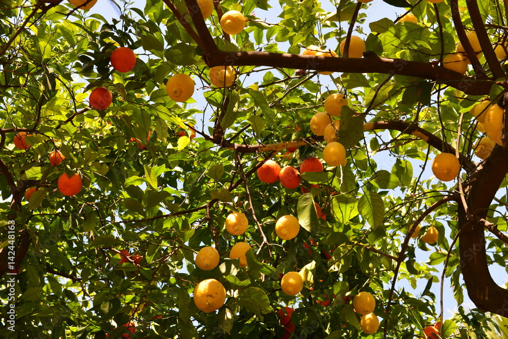 Orangen- und Zitronenbaum in den Gärten des Alcázar in Córdoba Orangen- und Zitronenbaum in den Gärten des Alcázar in Córdoba