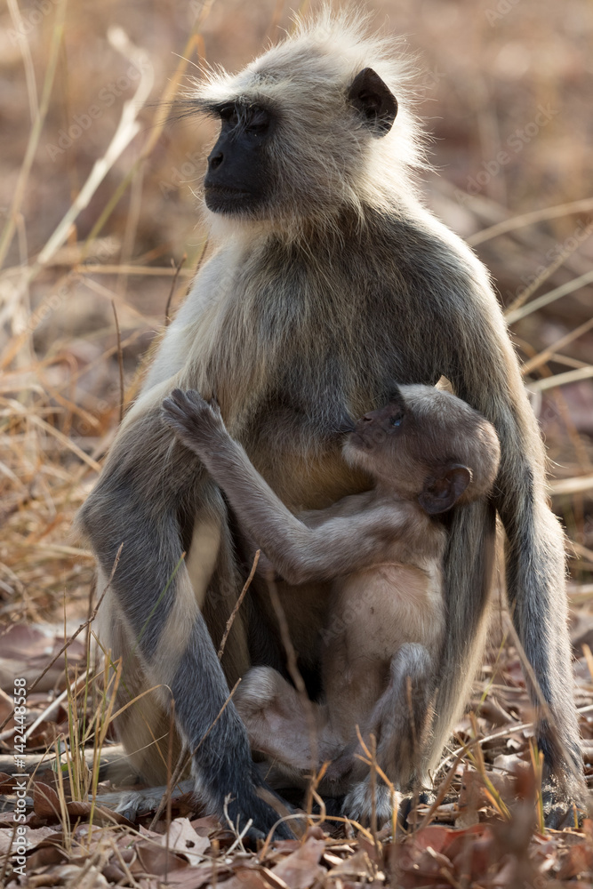 Common Langur monkey mother sitting in dirt with young baby monkey suckling walking on dirt road taken in Tadoba National Park