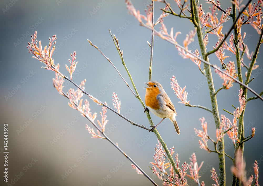 Naklejka premium Singing robin in a tree