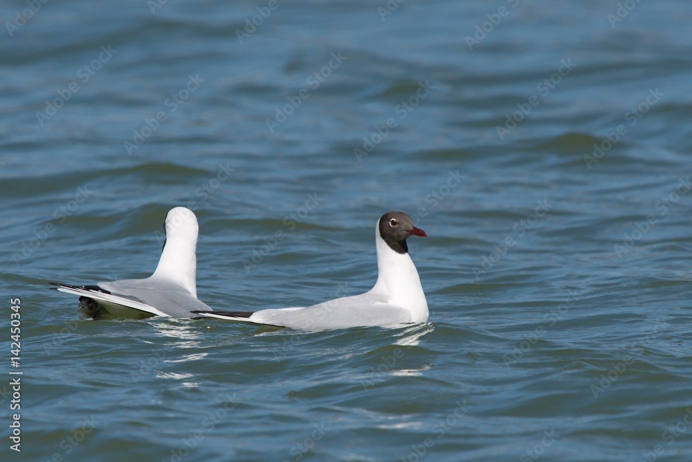 Gulls on the lake Gulls on the lake