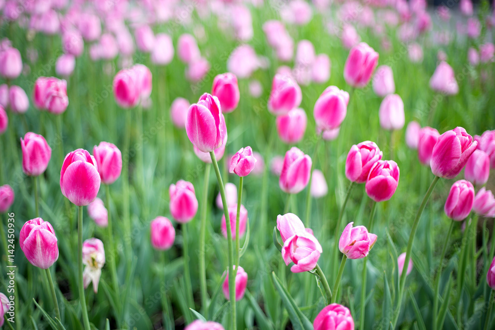 Tulips Tulips