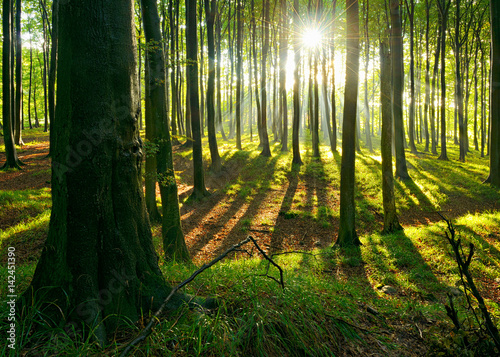 Sonnenstrahlen im naturnahen Buchenwald nach Regenschauer