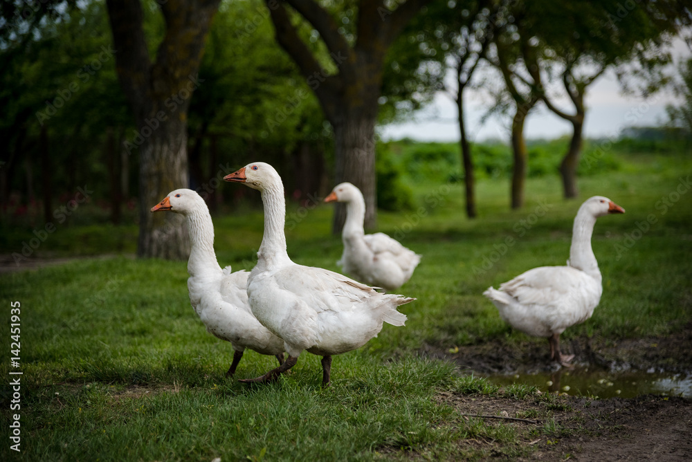 Geese Geese
