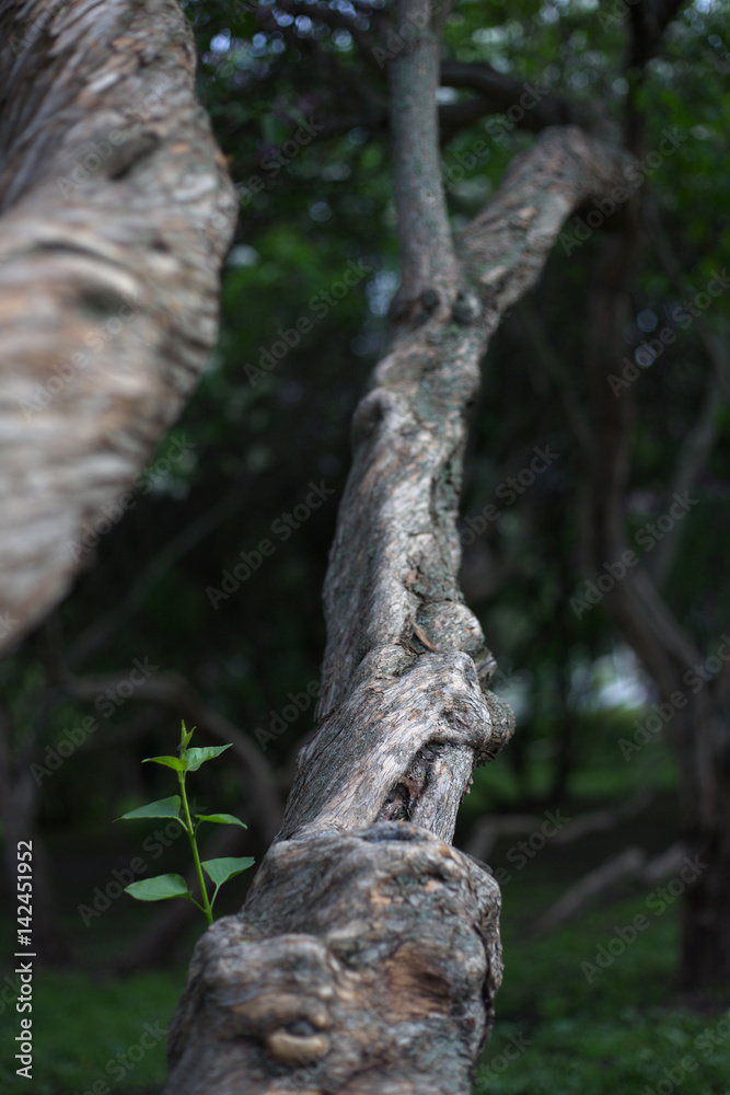 Fototapeta premium Lilac trunk