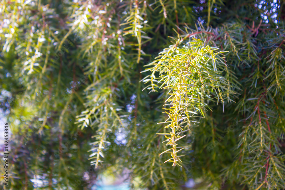 Spruce branches Spruce branches