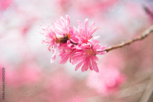 春の色 © 浩志 外ノ池