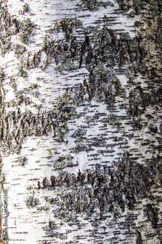 Russian white birch bark