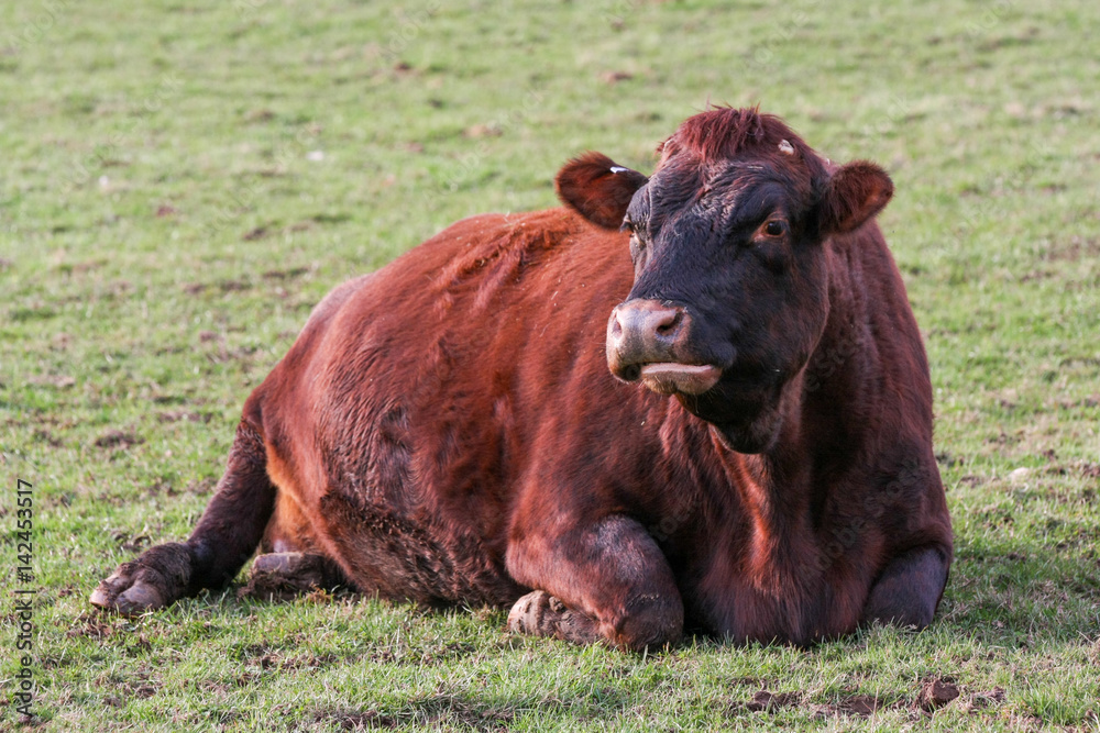 Fototapeta premium Pregnant cow rests on the ground in a field in winter