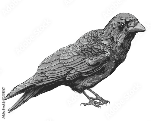 Hand Drawn Crow isolated On White Background, Vector Illustration
