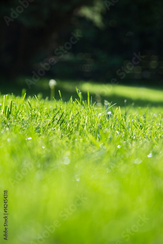 Green spring or summer grass background