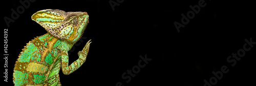 Chameleon on a black background