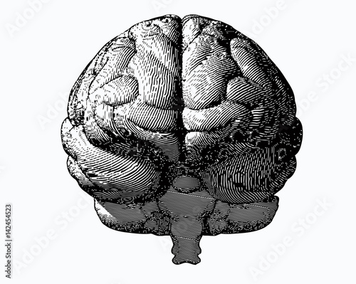 Monochrome engraving brain front view on white BG