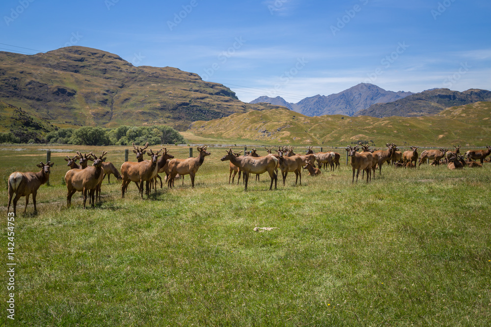 Fototapeta premium Elk or large deer herd on green background. Green summer New Zealand landscape, farming of deer.