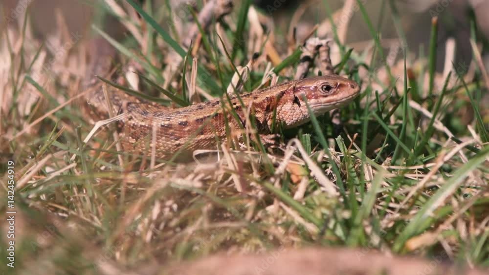 Viviparous lizard (Zootoca vivipara). Lizard in the family Lacertidae sunbathing on branch on Dartmoor, Devon, UK. Viviparous lizard (Zootoca vivipara). Lizard in the family Lacertidae sunbathing on branch on Dartmoor, Devon, UK.