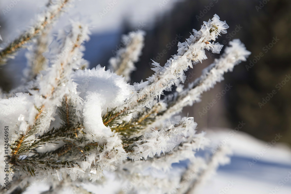 Winter landscape.Frozen icing fir tree branches closeup