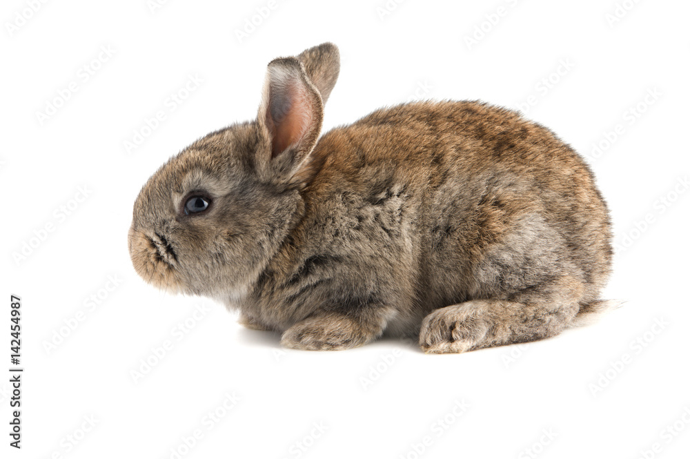 Obraz premium Small brown rabbit, side view,isolated on white