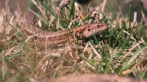 Viviparous lizard (Zootoca vivipara). Lizard in the family Lacertidae sunbathing on branch on Dartmoor, Devon, UK. 