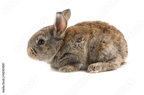 Small brown rabbit, side view,isolated on white