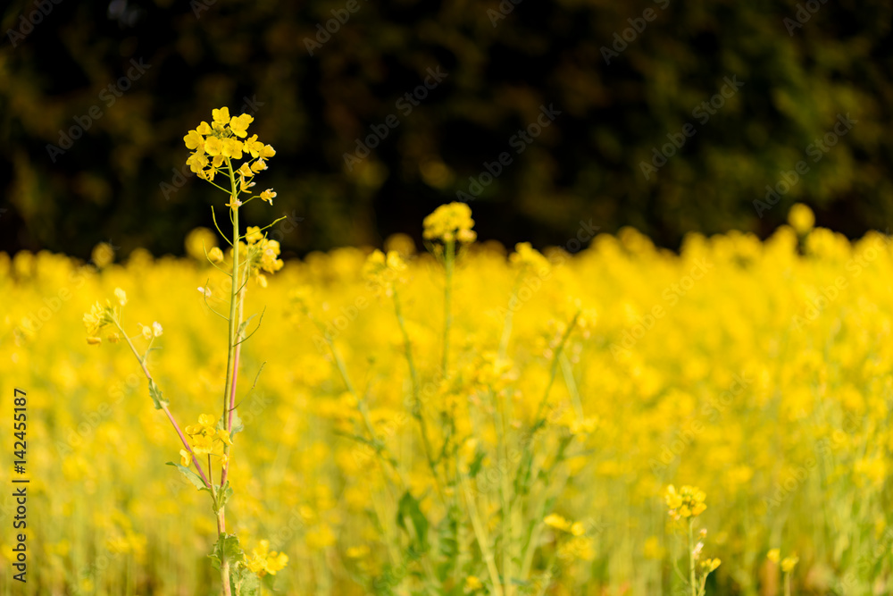 Fototapeta premium 菜の花畑