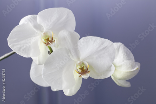 Fototapeta Naklejka Na Ścianę i Meble -  бутоны белой орхидеи на фоне сиреневой стены