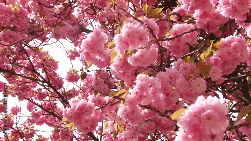 Japanese Sakura blooming tree. Pink lush leaves and stems. Japanese Sakura blooming tree. Pink lush leaves and stems.