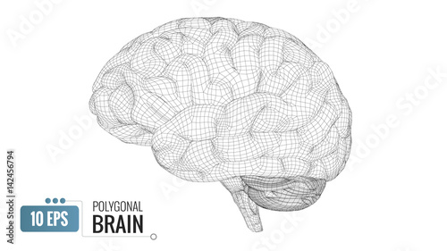 3D polygonal wireframe brain on white BG