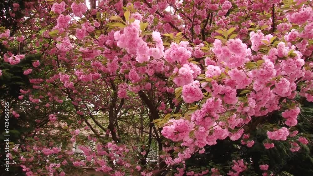 Japanese Sakura blooming tree. Pink lush leaves and stems. Japanese Sakura blooming tree. Pink lush leaves and stems.