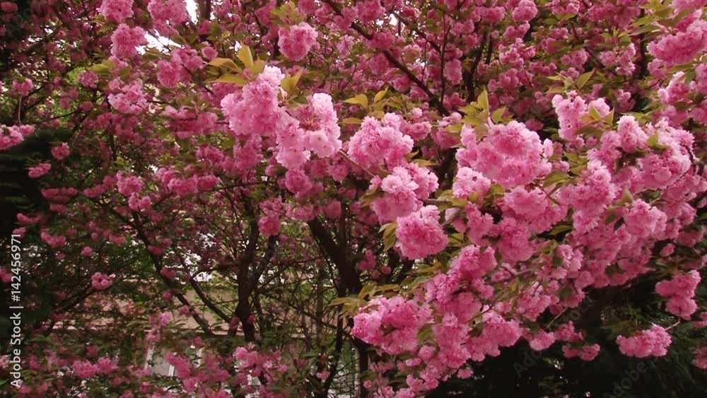 Japanese Sakura blooming tree. Pink lush leaves and stems. Japanese Sakura blooming tree. Pink lush leaves and stems.
