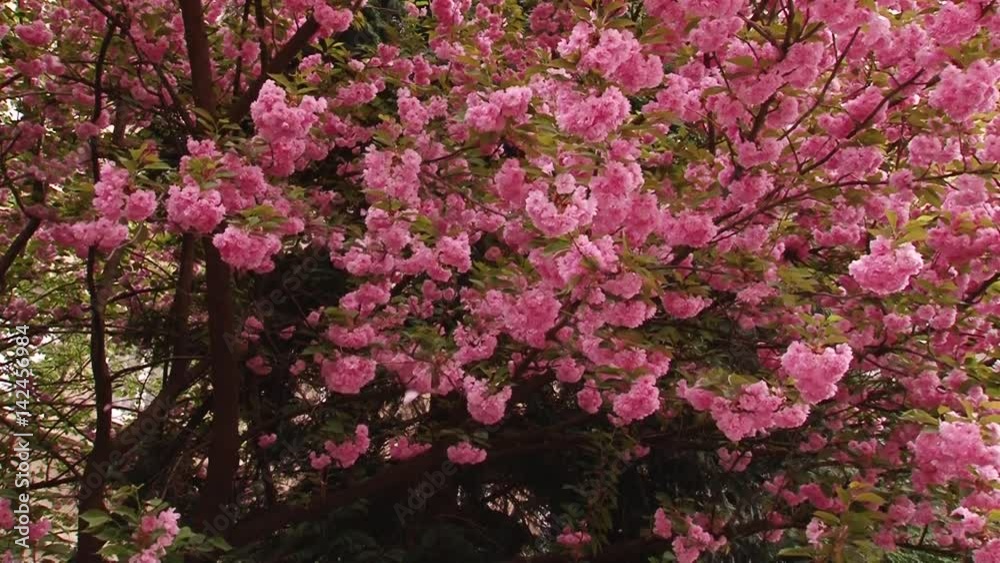 Japanese Sakura blooming tree. Pink lush leaves and stems. Japanese Sakura blooming tree. Pink lush leaves and stems.
