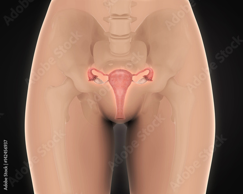 Female Reproductive System photo