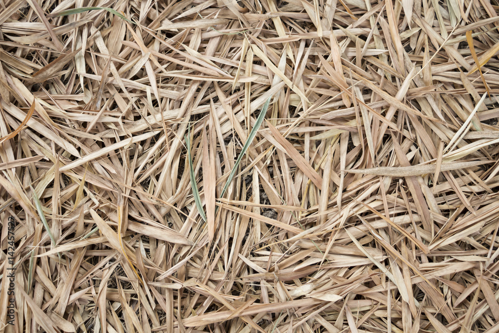 Dead leaves bamboo for background and texture. Dead leaves bamboo for background and texture.