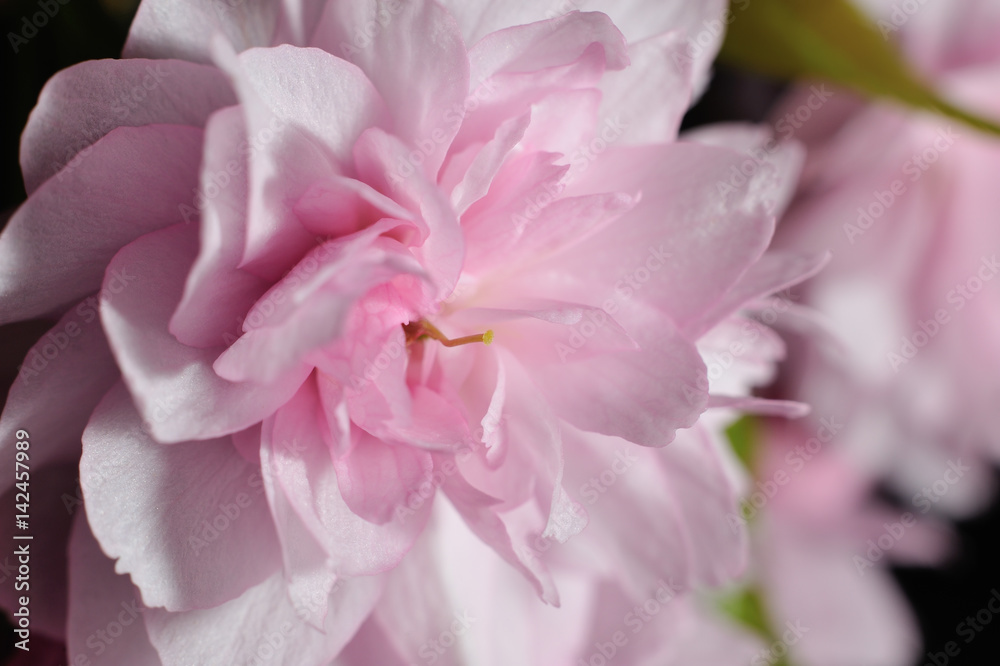 Obraz premium Tender pink sakura flower