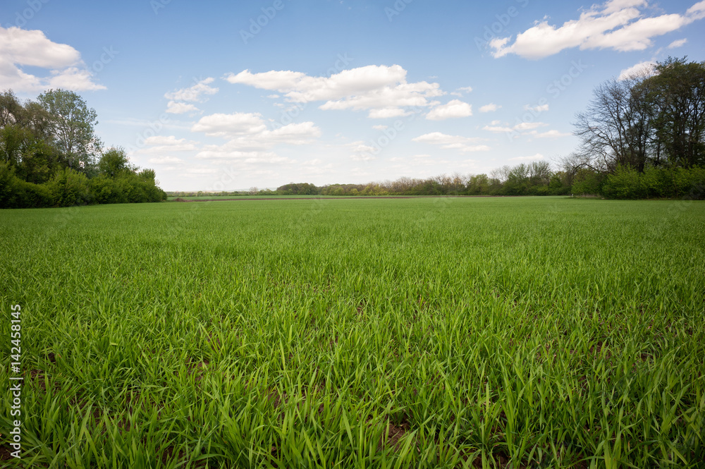 Green grass field